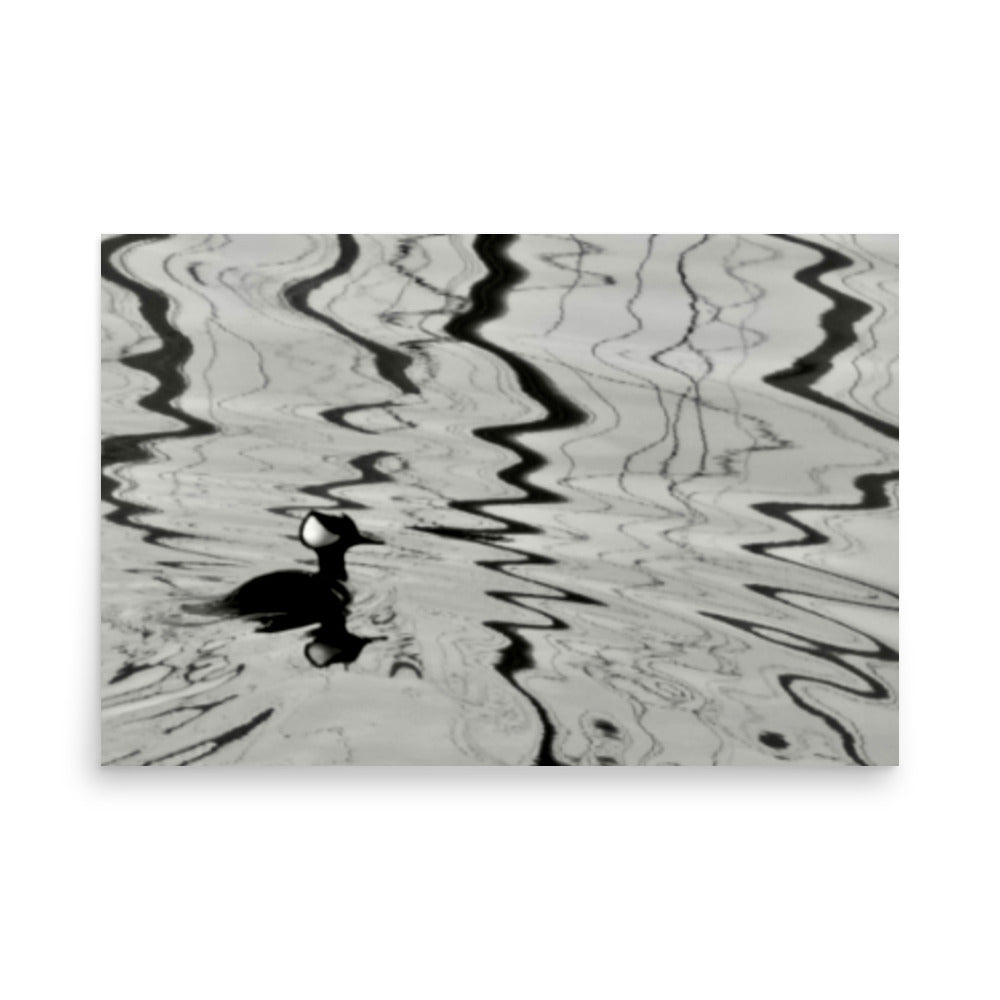 black and white photo of a bird swimming