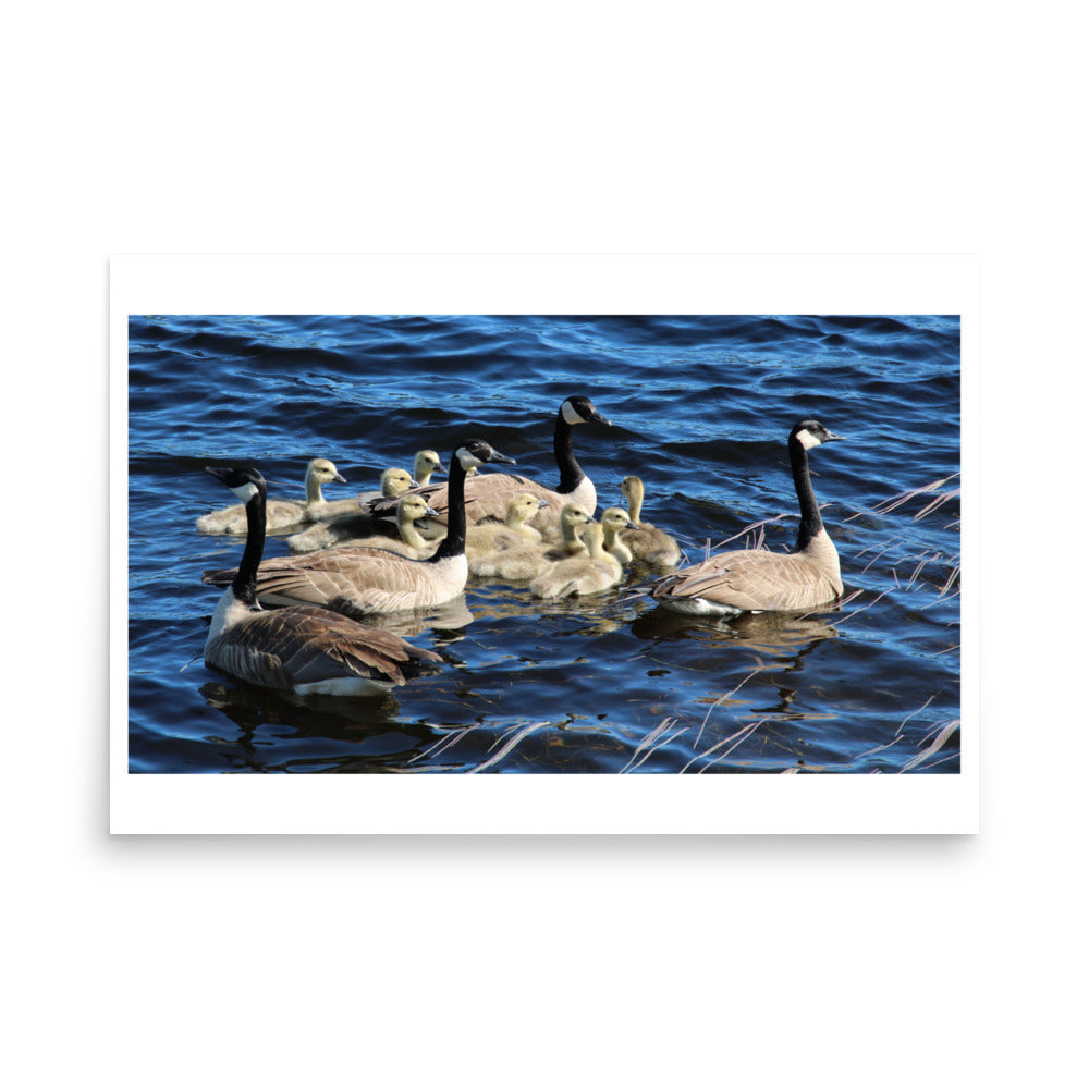 poster print of canada geese