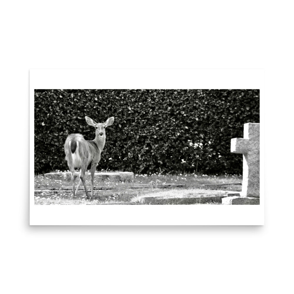 black and white photo of a deer surprised in a graveyard