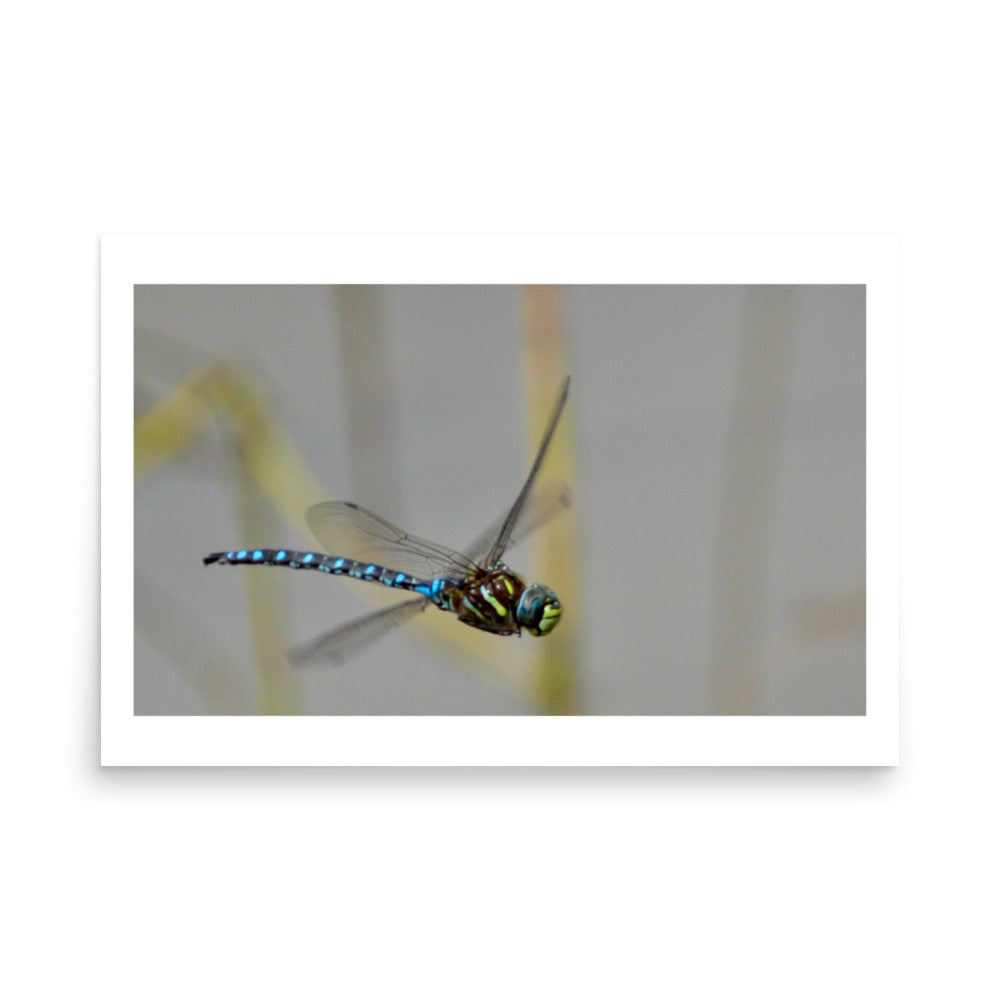 poster print art of a dragonfly