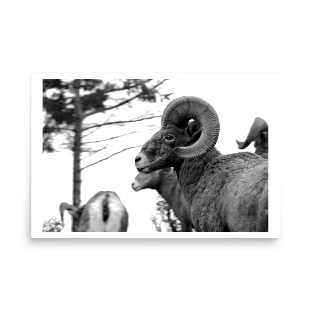 mountain sheep poster print
