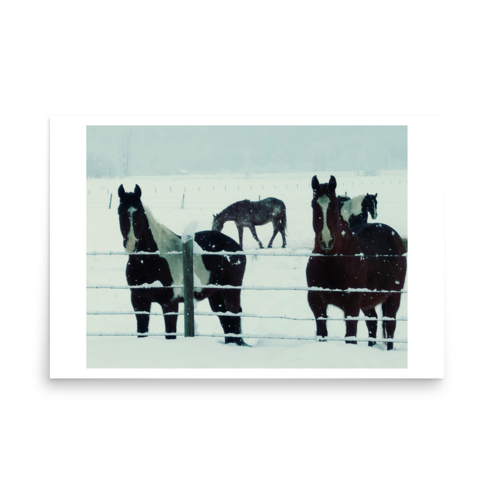 pemberton british columbia horses