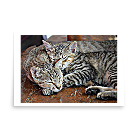 poster print of kittens sleeping
