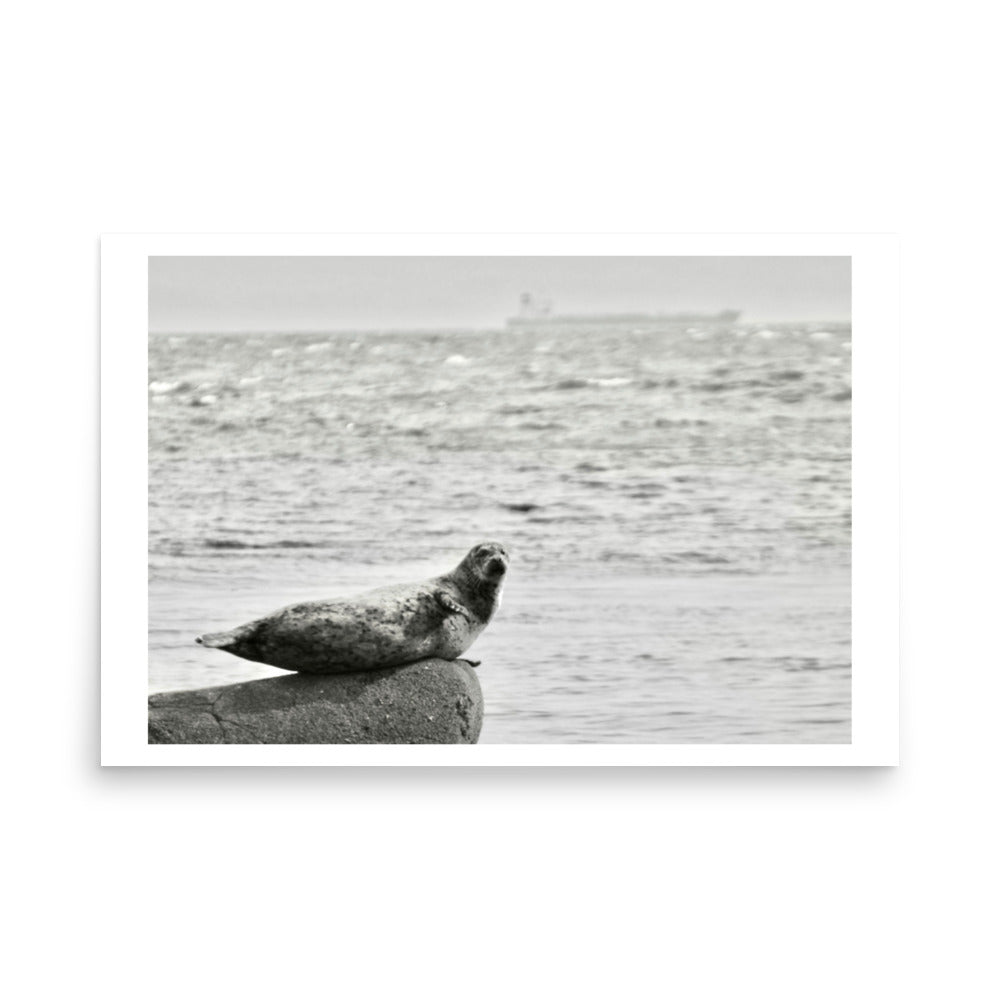 black and white of a seal in sooke british columbia