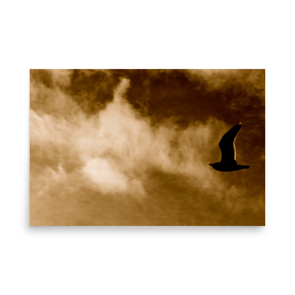 bird in flight in steveston british columbia