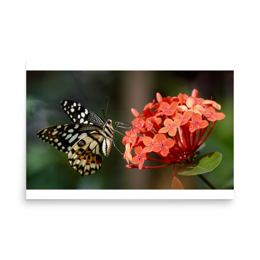 butterfly poster print from taiwan