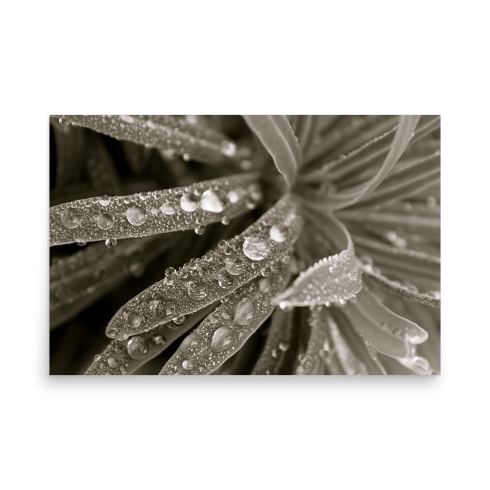 black and white poster or water drops on grass