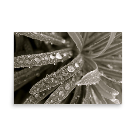 black and white poster or water drops on grass