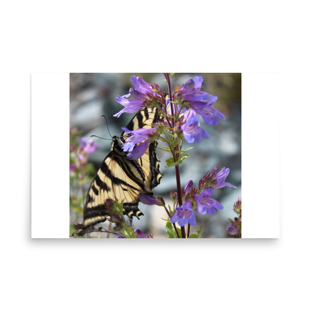 print poster of a yellow butterfly in purple flowers