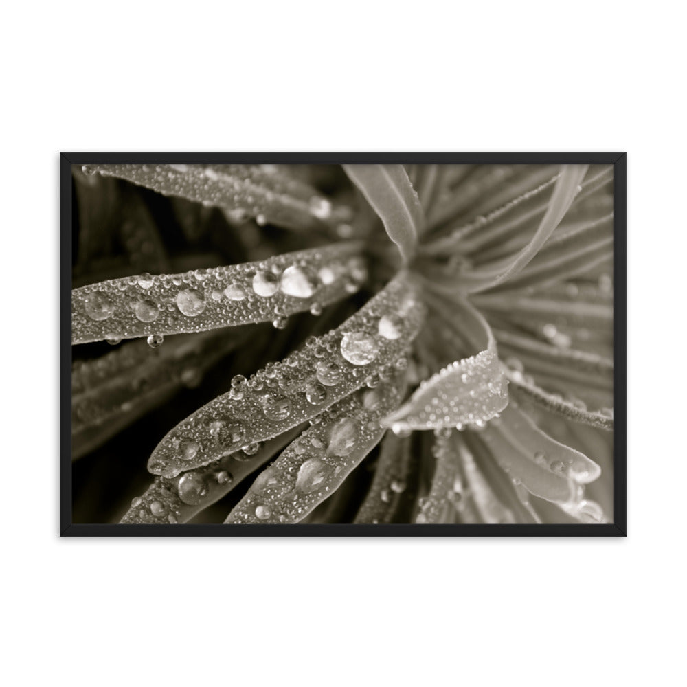 Water Droplets Poster