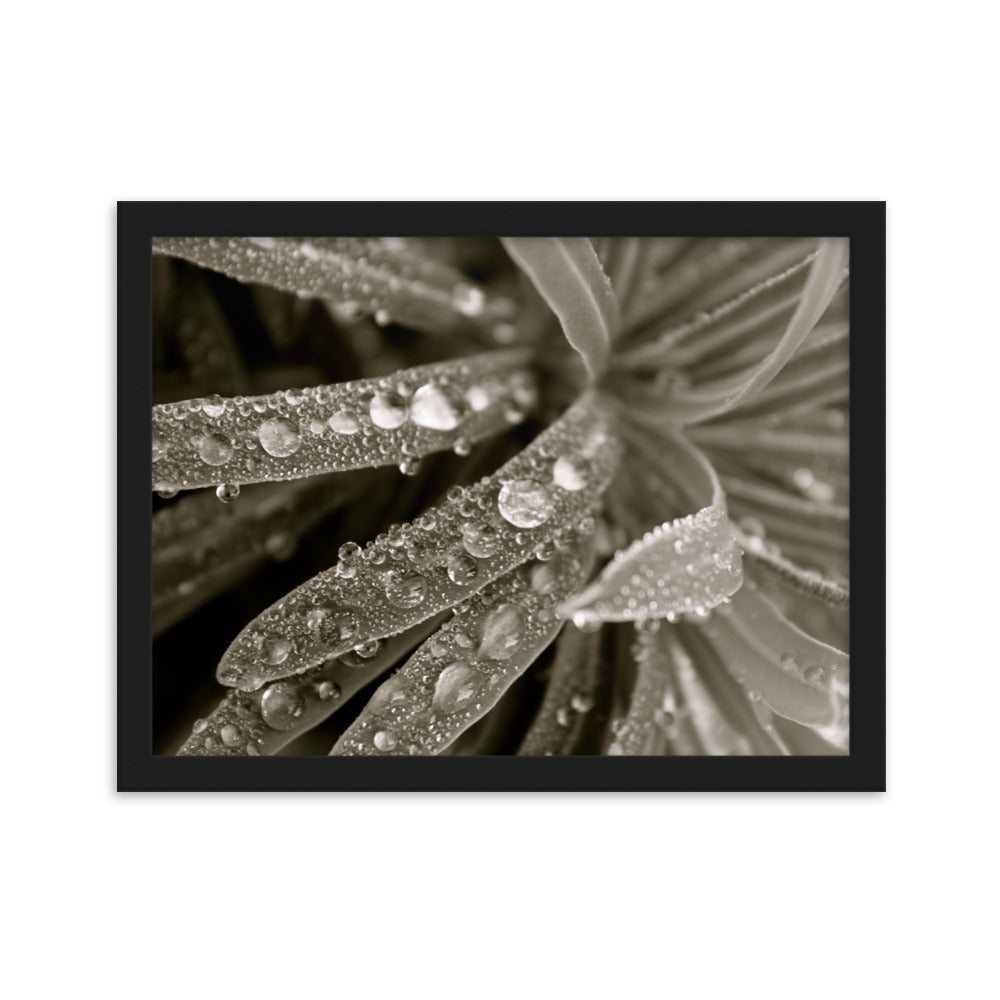 Water Drops Black And White