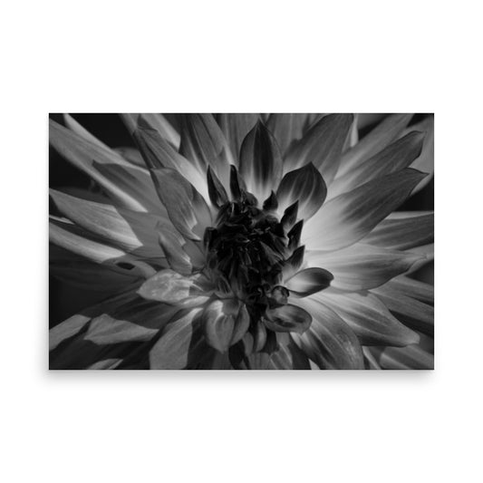 black and white floral prints