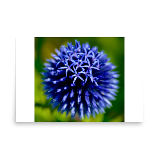 blue floral print poster art