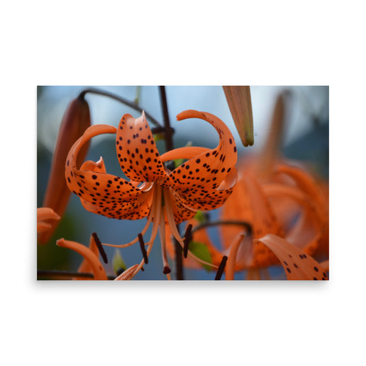 orange floral print poster