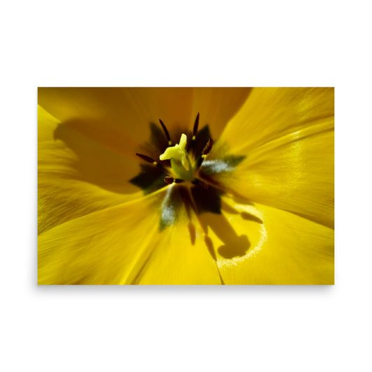 floral photography print poster art