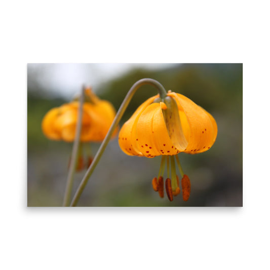 floral print poster art