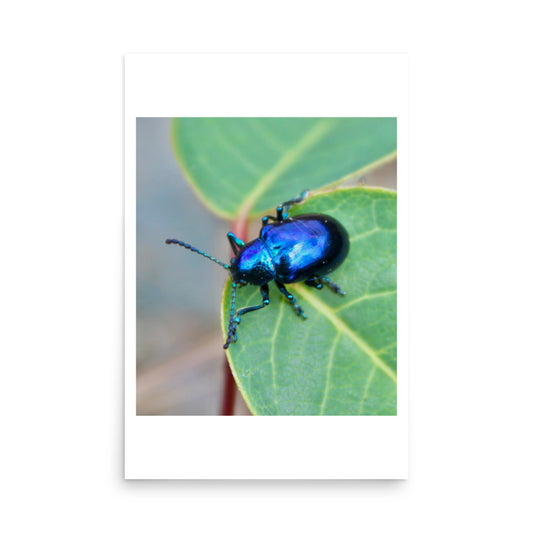 poster print of an insect
