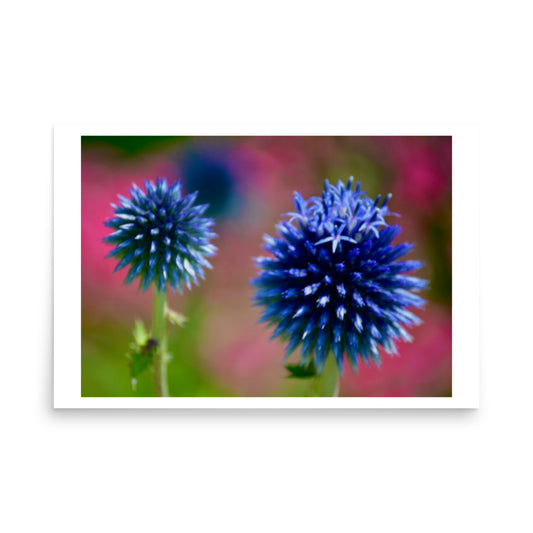 floral photo in blue from whistler bc