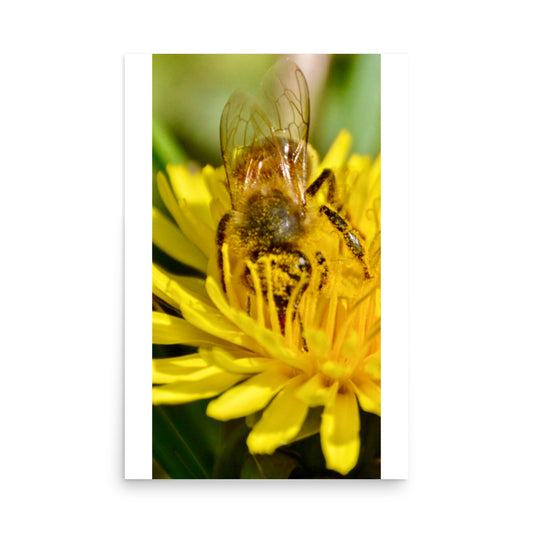 photo of a bee in pollen feeding
