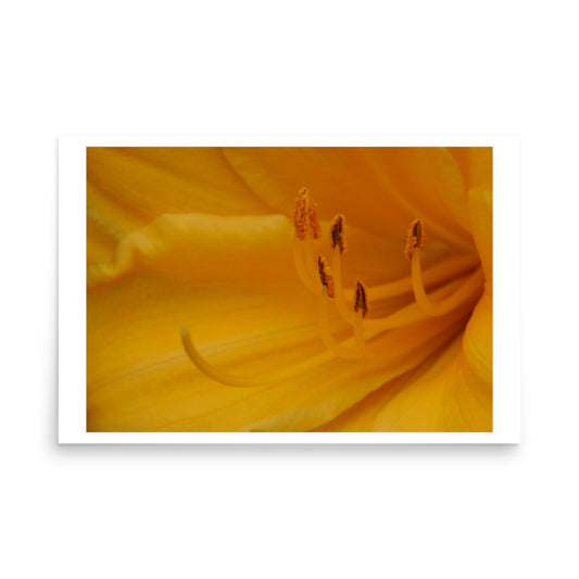 floral print poster