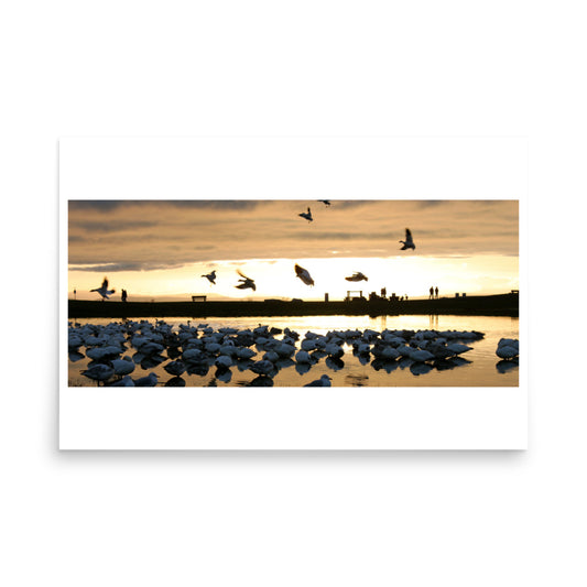 Birds In Flight At Sunset