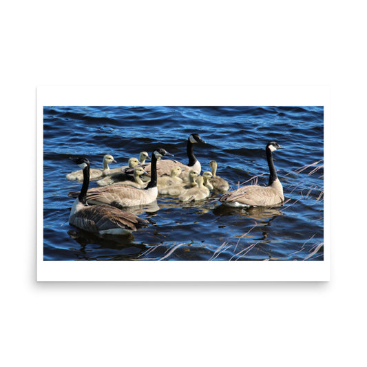 poster print of canada geese