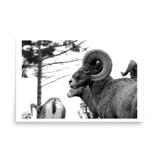 mountain sheep poster print