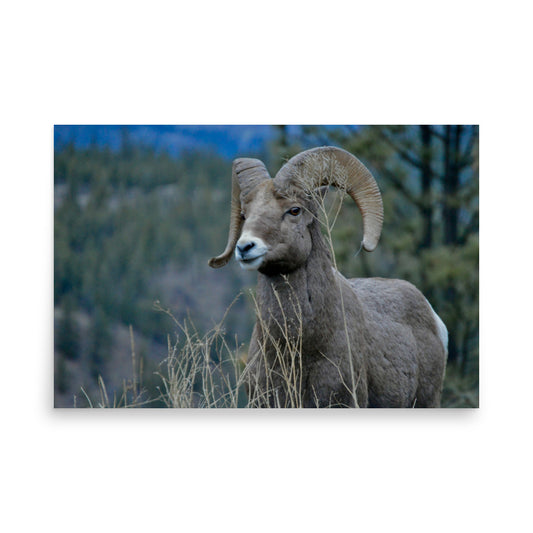 poster print of wildlife in canada