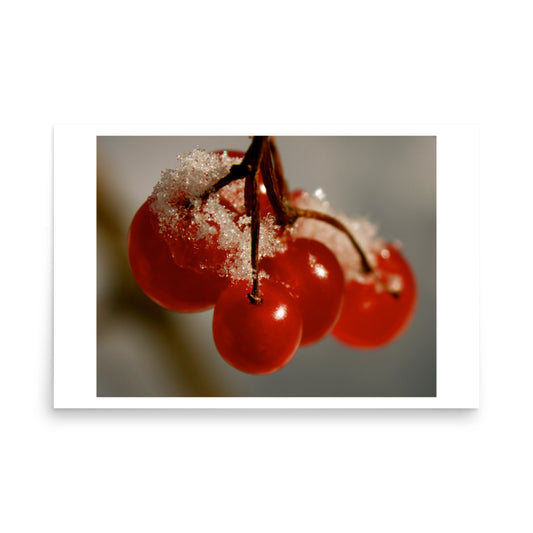 poster print of red berries in winter