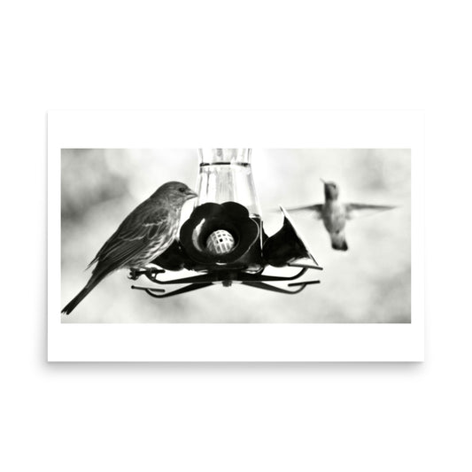 black and white print poster of birds sharing a feeder