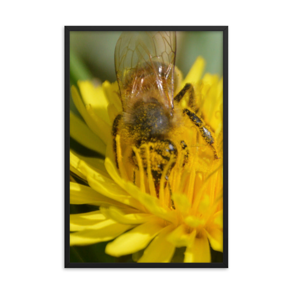 Bee Pollen Nature Photography