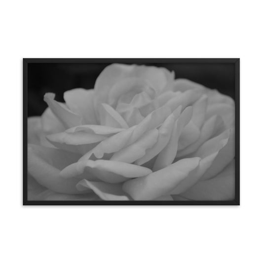 Rose Floral Black And White Poster