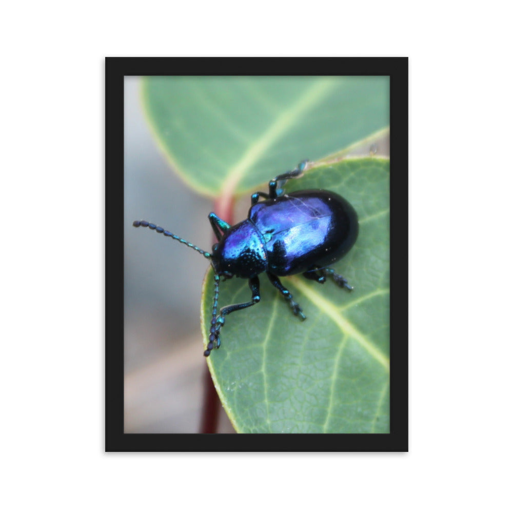 Insect Art Poster