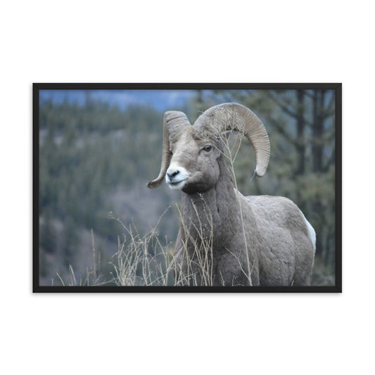 Mountain Sheep Kelowna