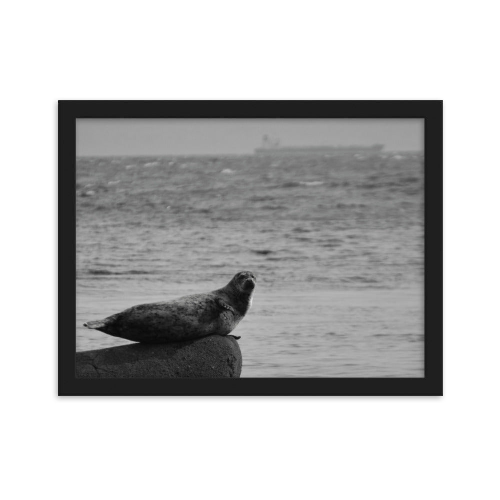 Seal BC Nature Photography Art
